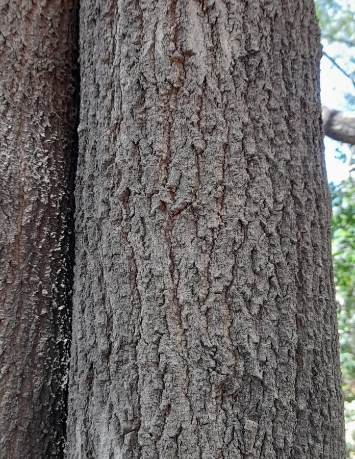 Myrocarpus frondosus bark