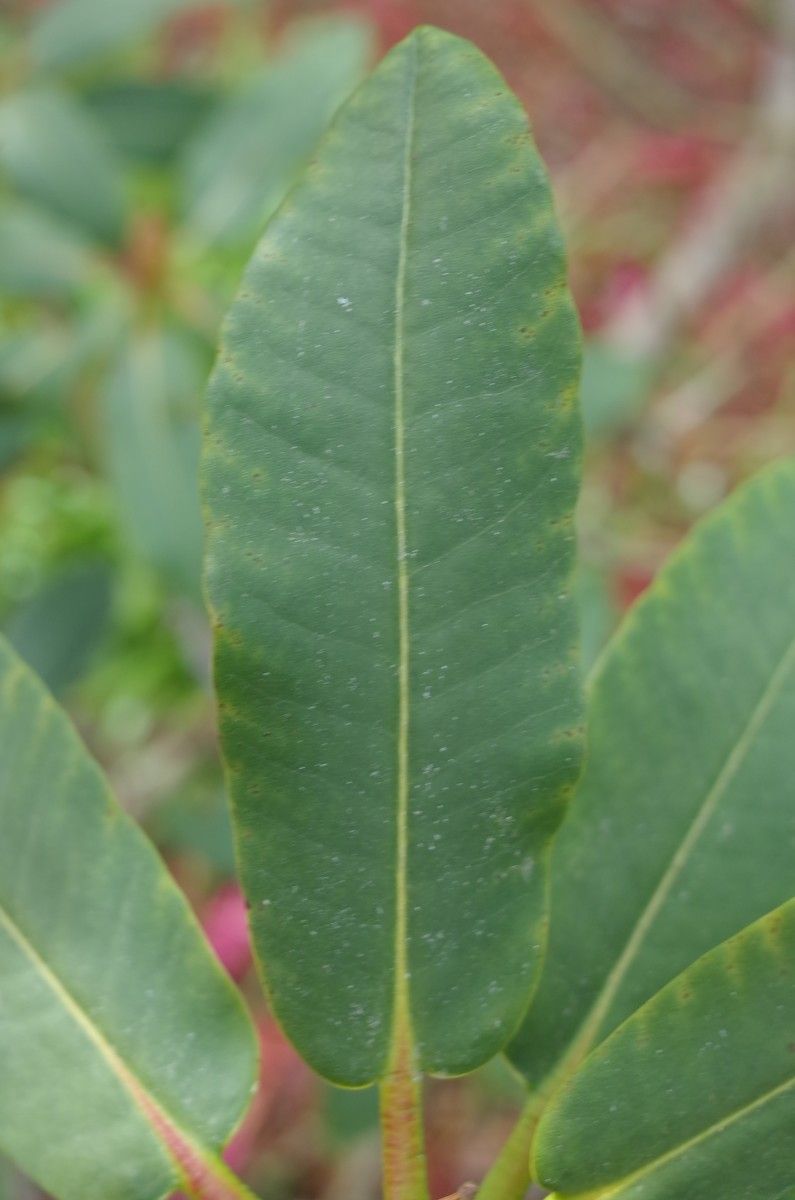 Rhododendron meddianum — houseplant care guide