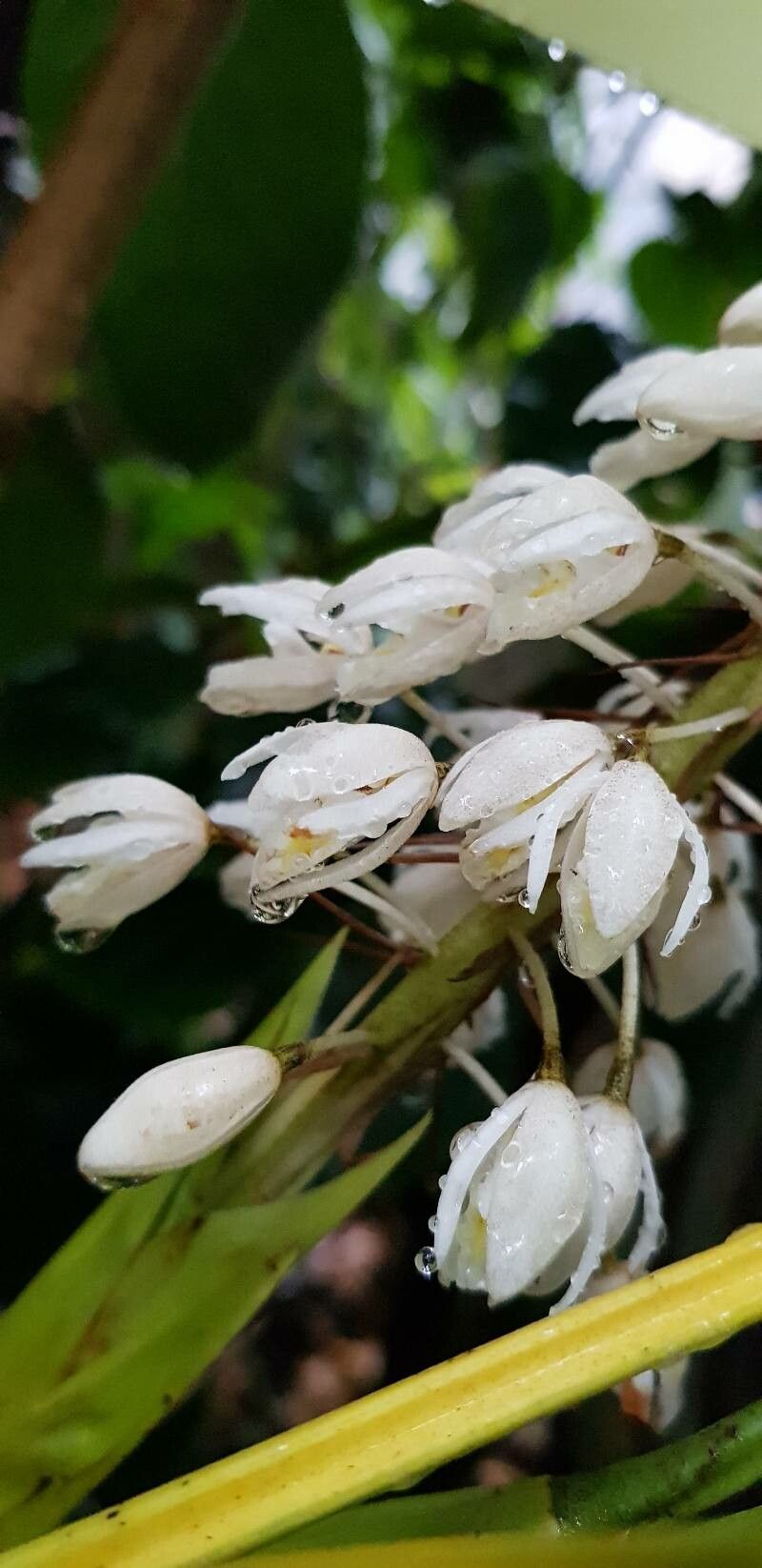 Coelogyne multiflora flower