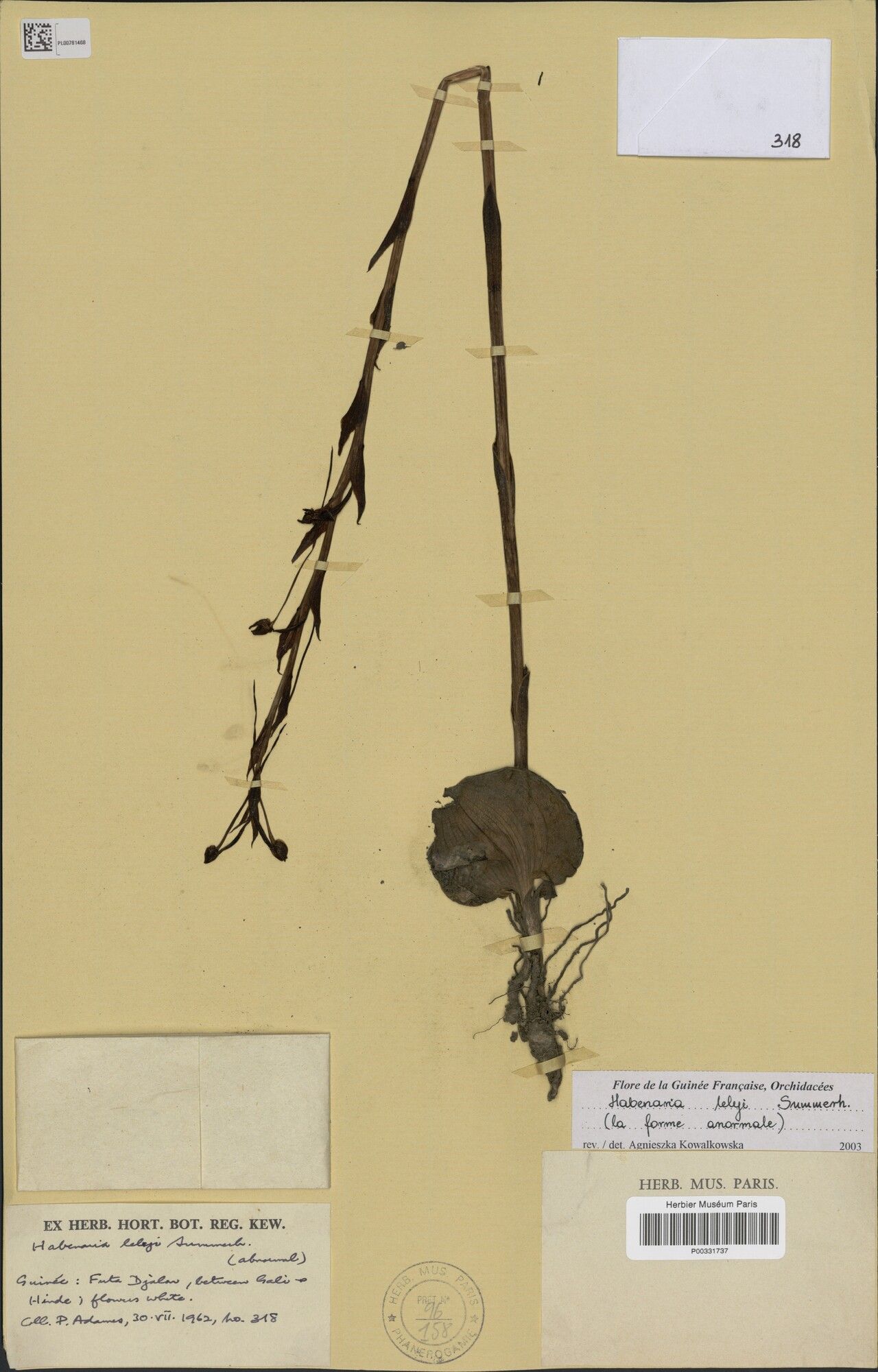 Habenaria lelyi — houseplant care guide