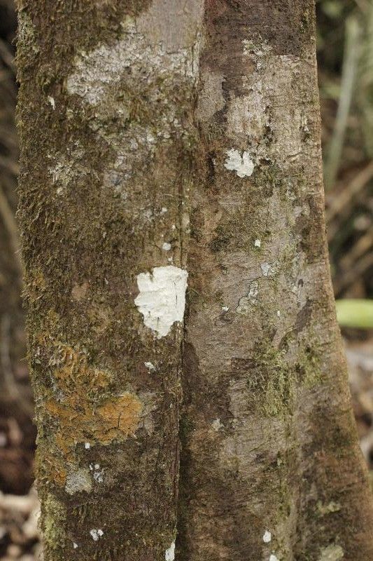 Sloanea latifolia — houseplant care guide