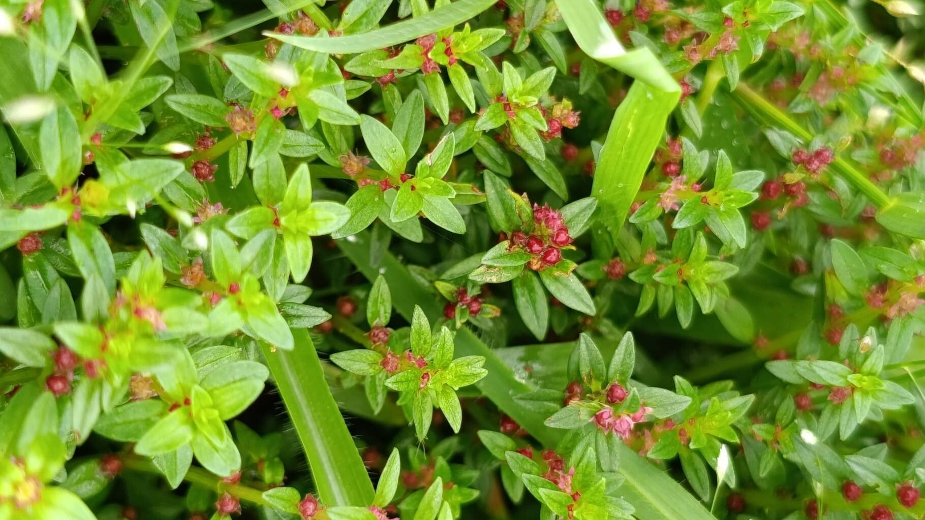Rotala densiflora flower