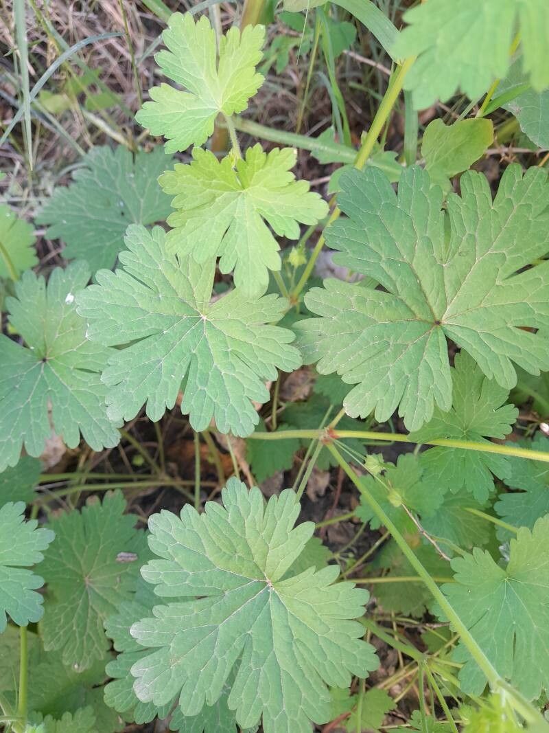 Geranium mascatense leaf