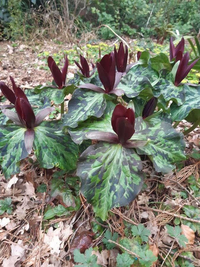 Trillium kurabayashii habit