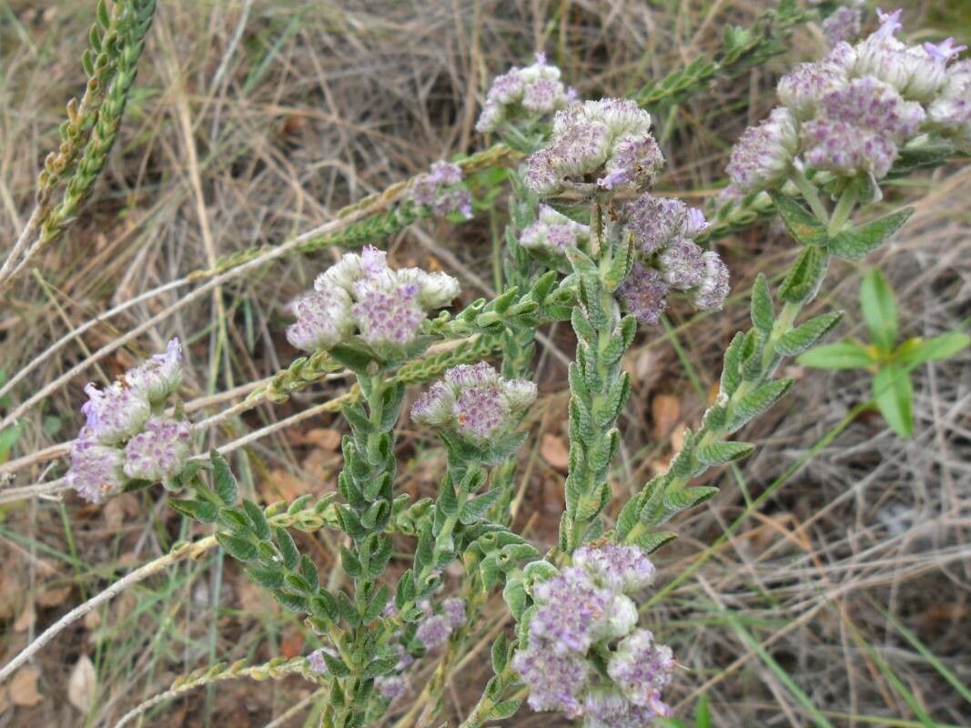 Hyptis crenata other
