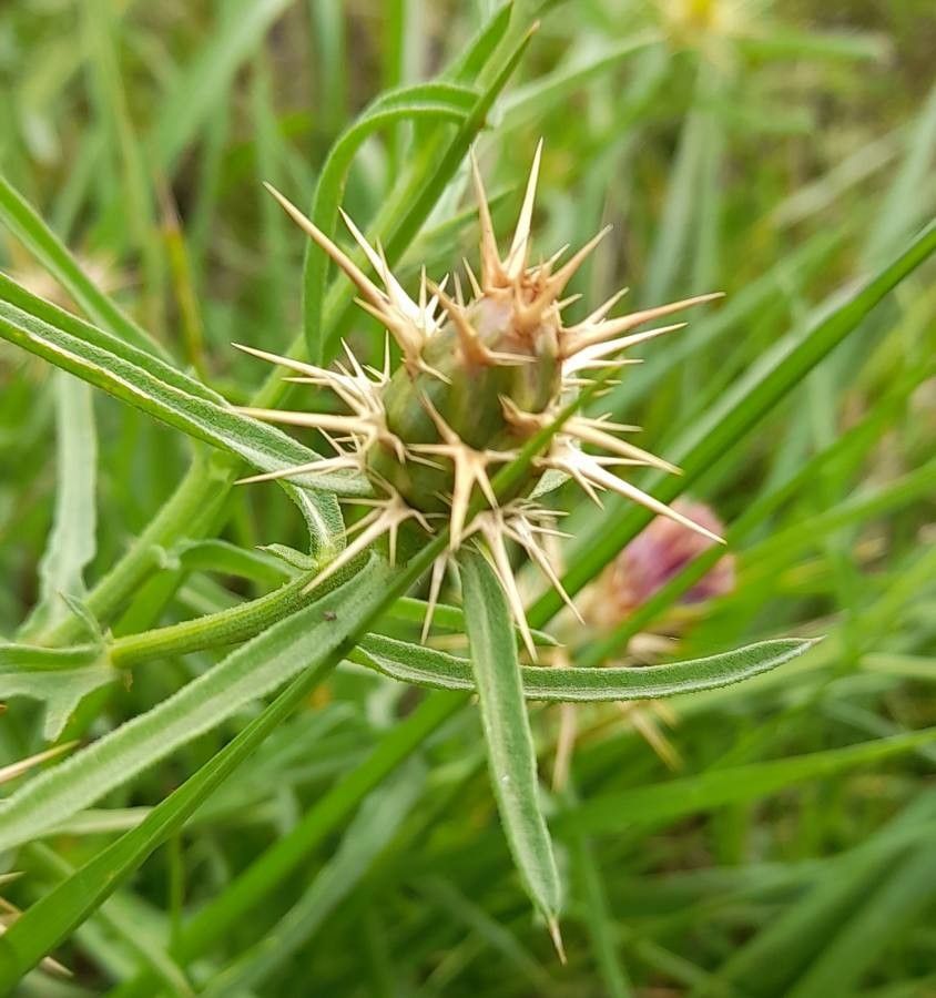 Centaurea calcitrapa fruit