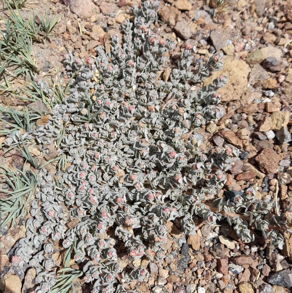Atriplex myriophylla habit