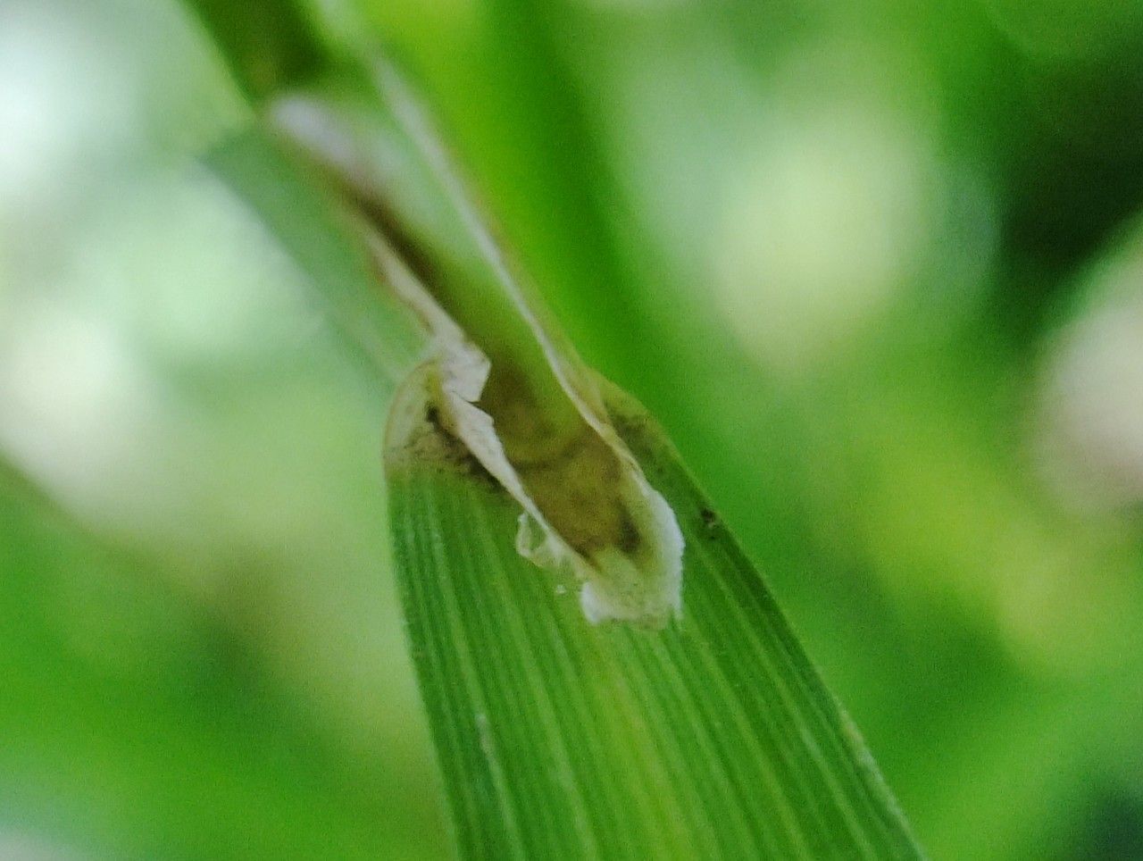 Amelichloa brachychaeta bark