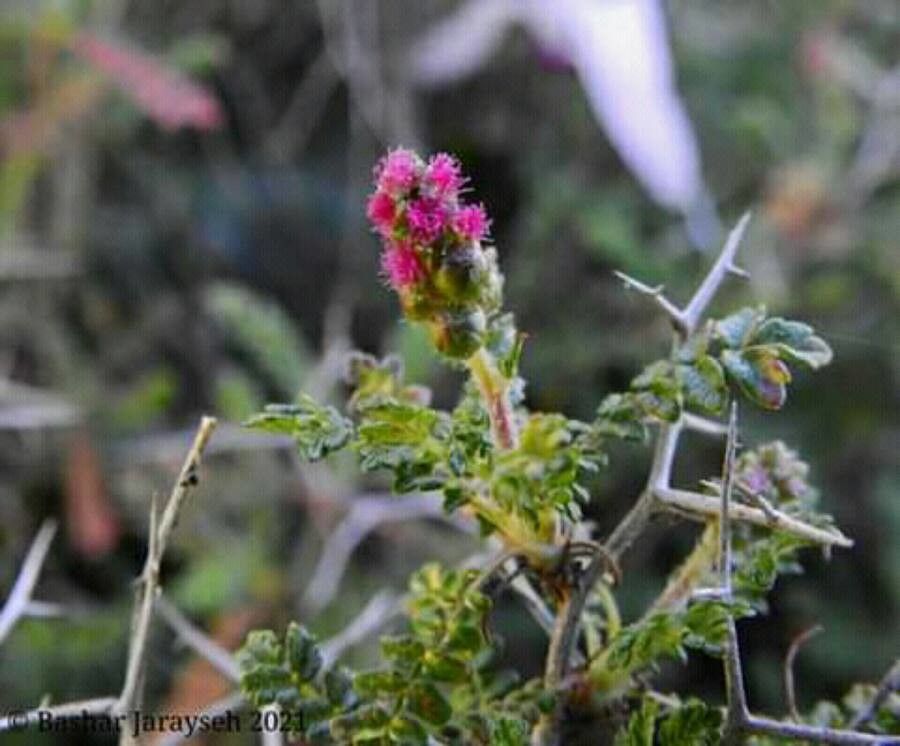 Sarcopoterium spinosum flower