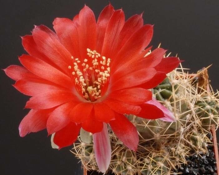 Lobivia pampana — houseplant care guide