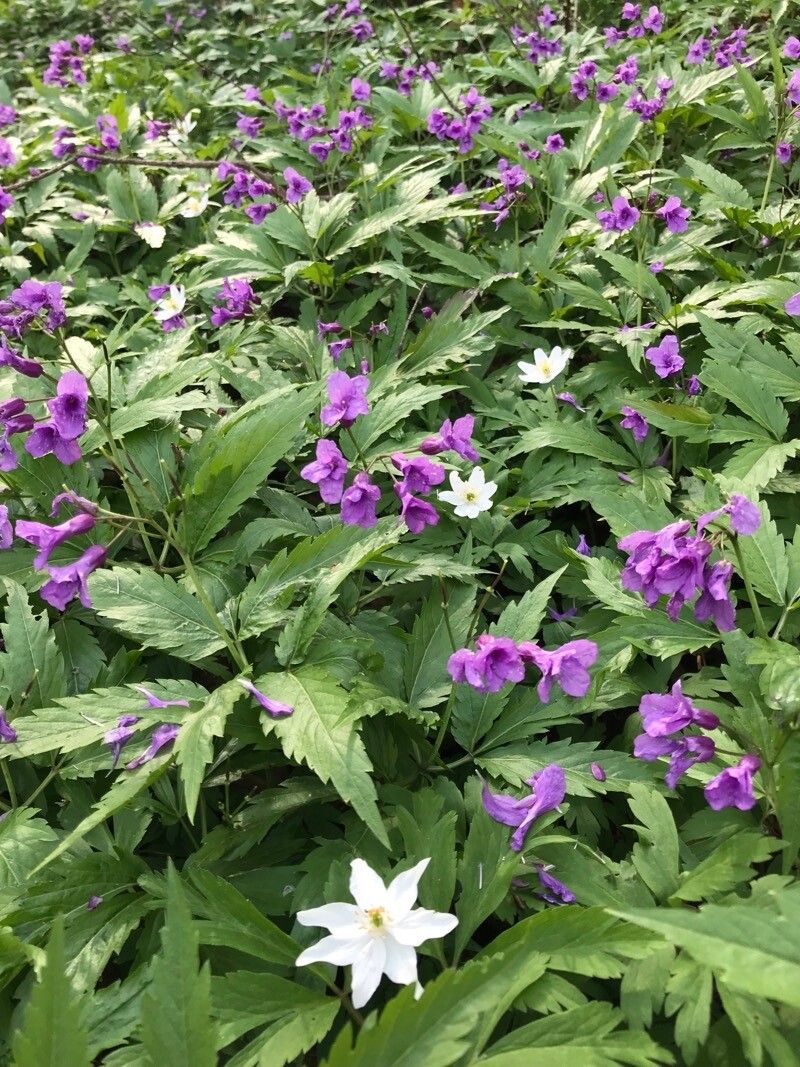 Cardamine glanduligera leaf