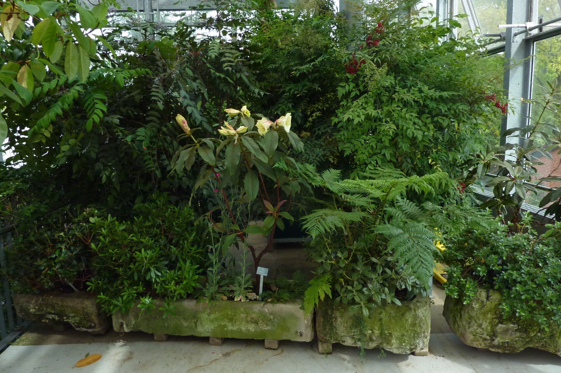 Rhododendron nuttallii habit