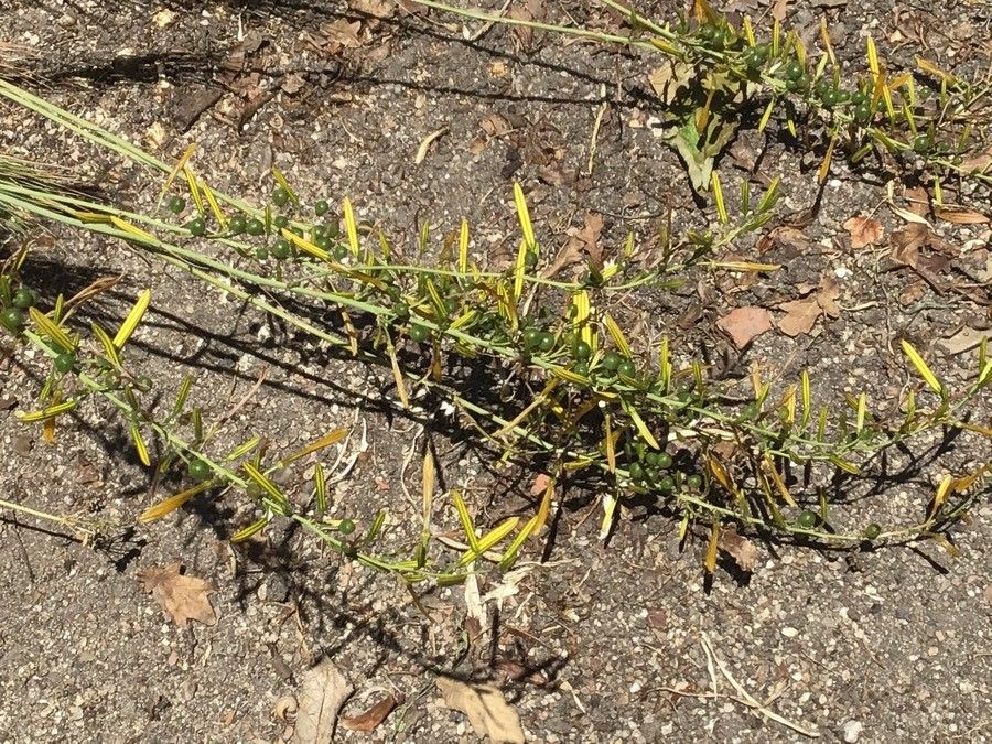 Asphodeline liburnica fruit