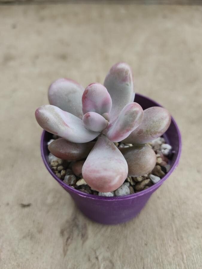 Graptopetalum amethystinum leaf