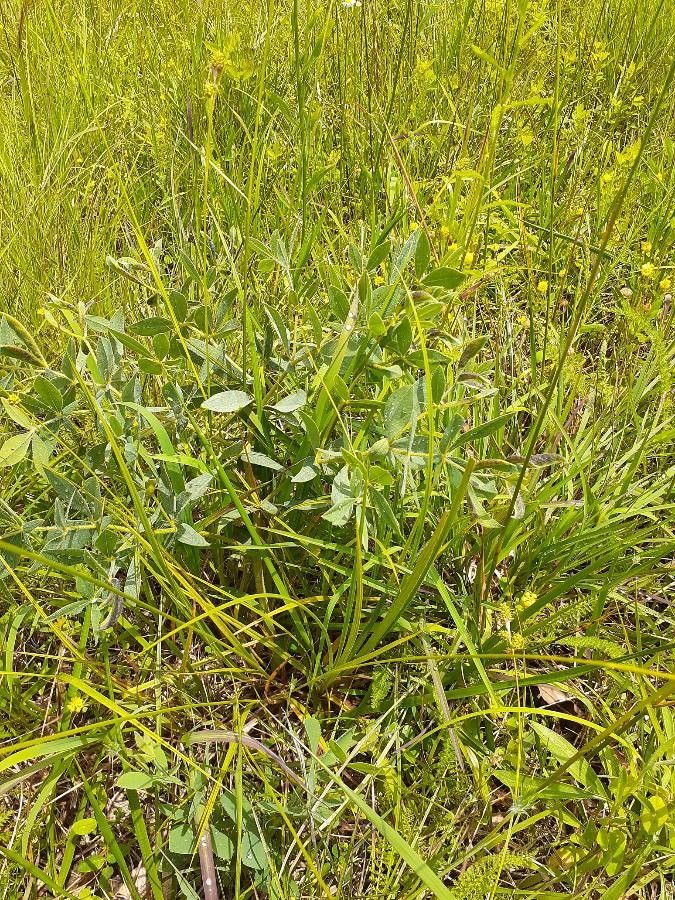 Crotalaria deflersii habit