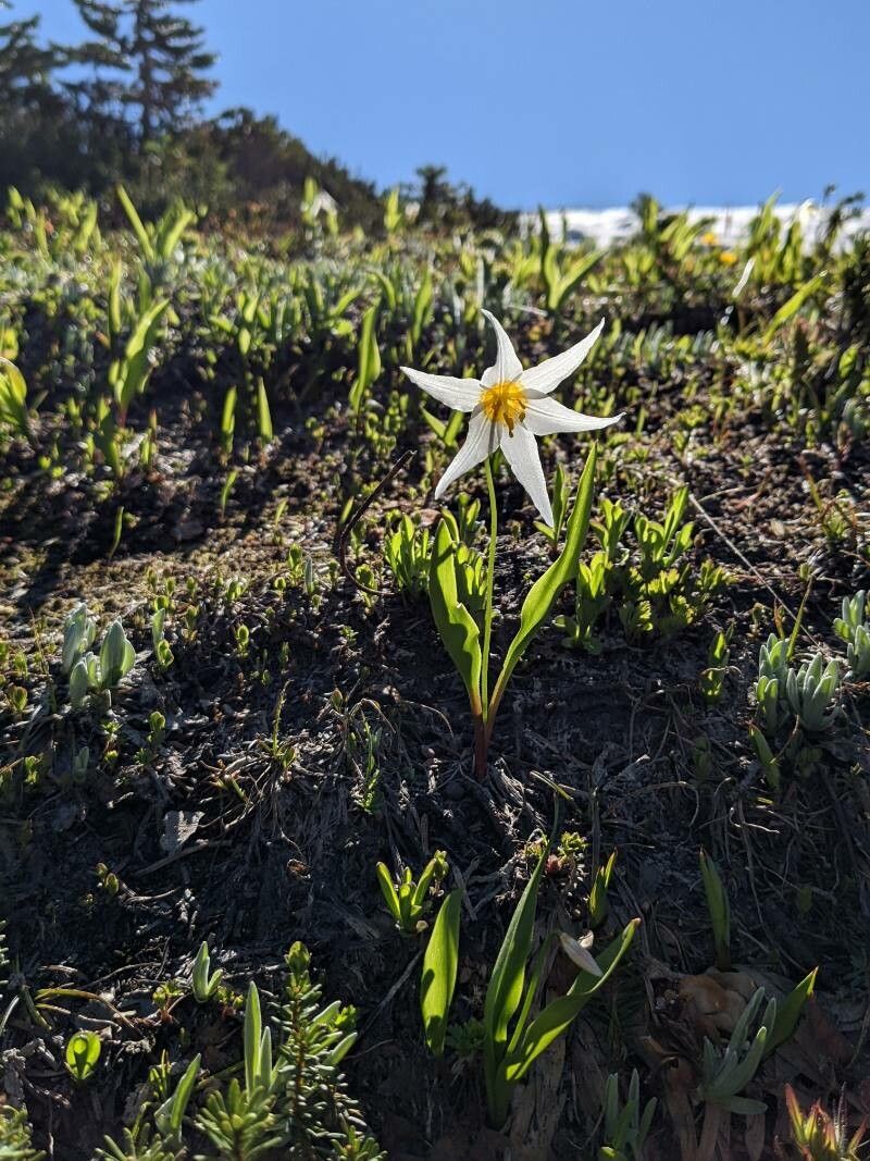 Erythronium montanum flower