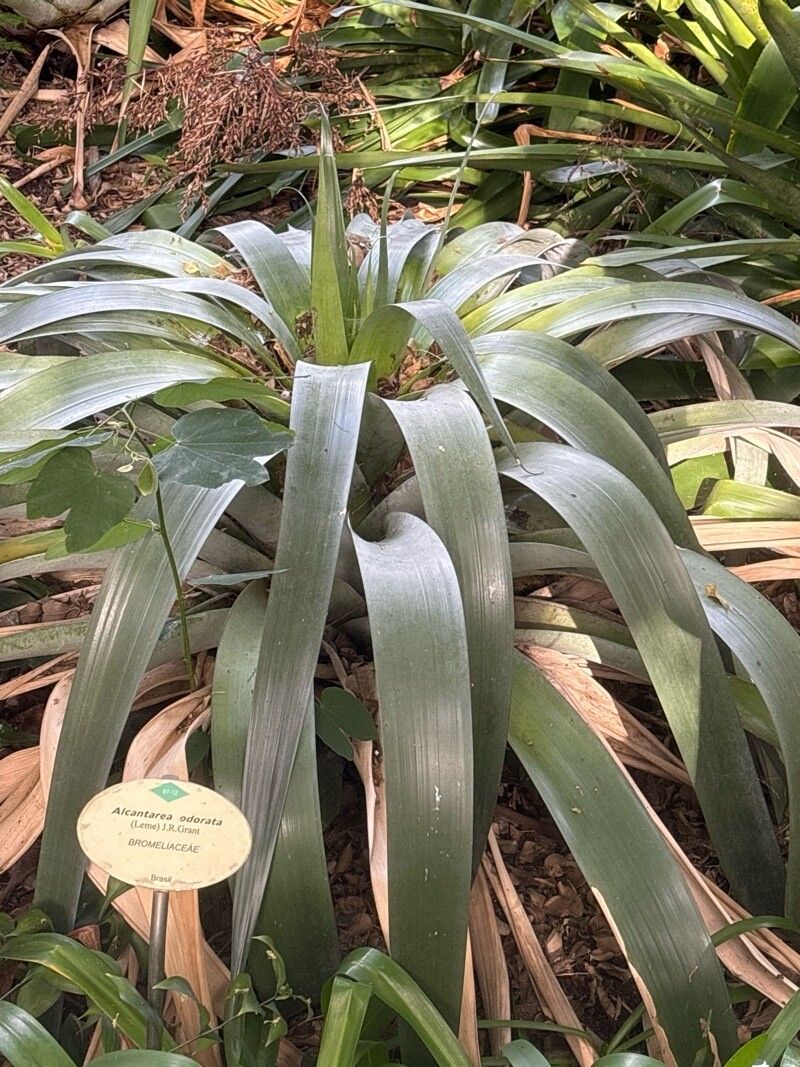 Alcantarea odorata — houseplant care guide