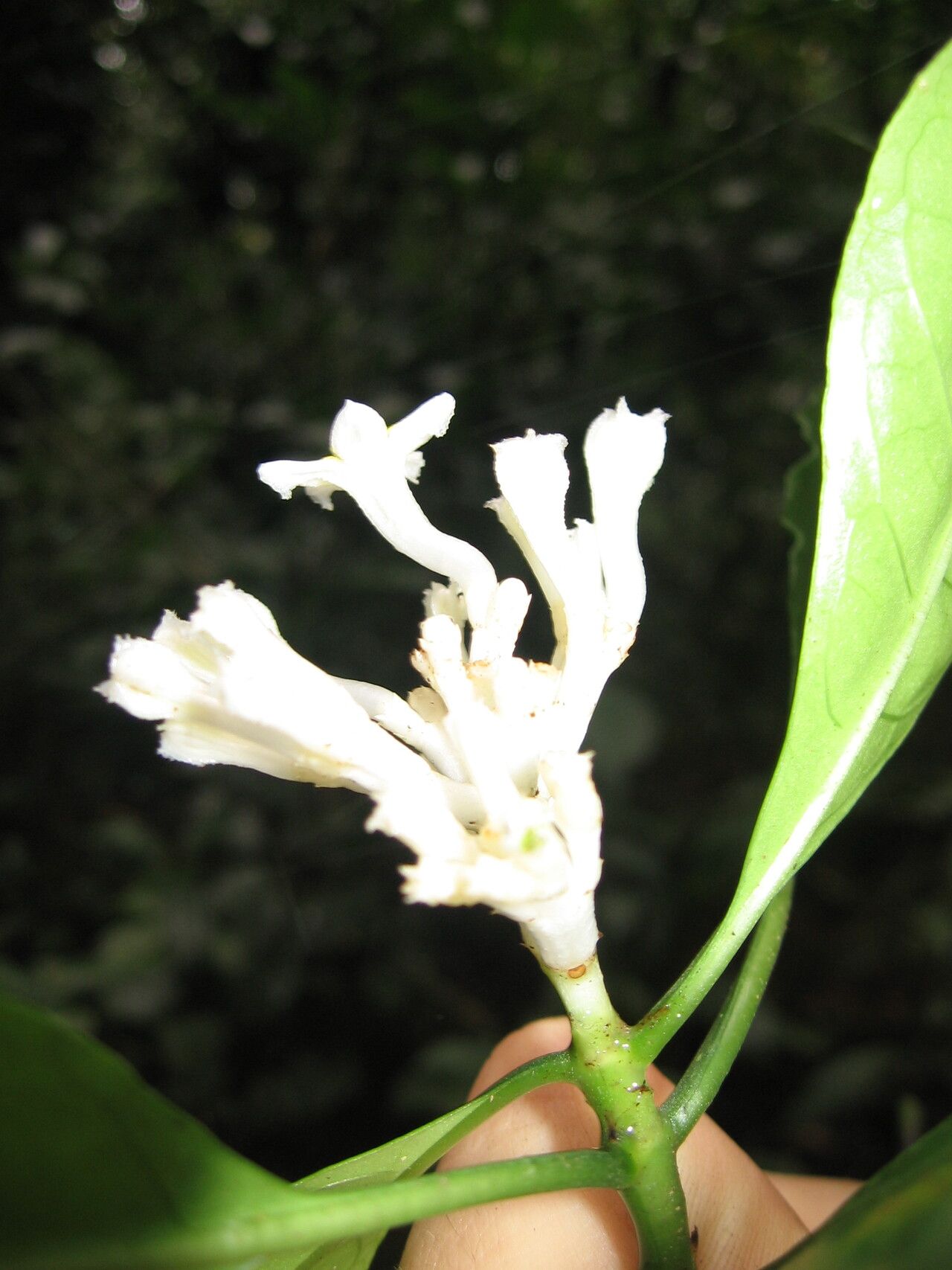 Chassalia albiflora flower