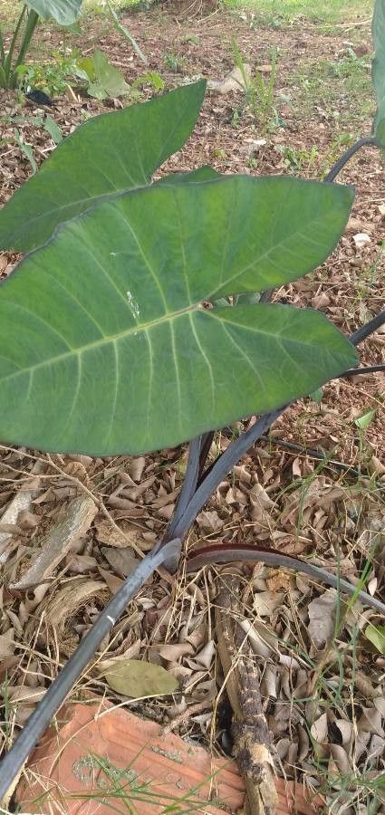 Xanthosoma violaceum — sleep aid houseplant