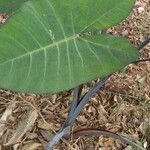 Xanthosoma violaceum