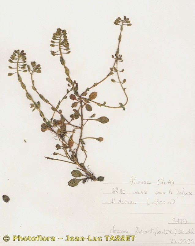 Noccaea brevistyla habit