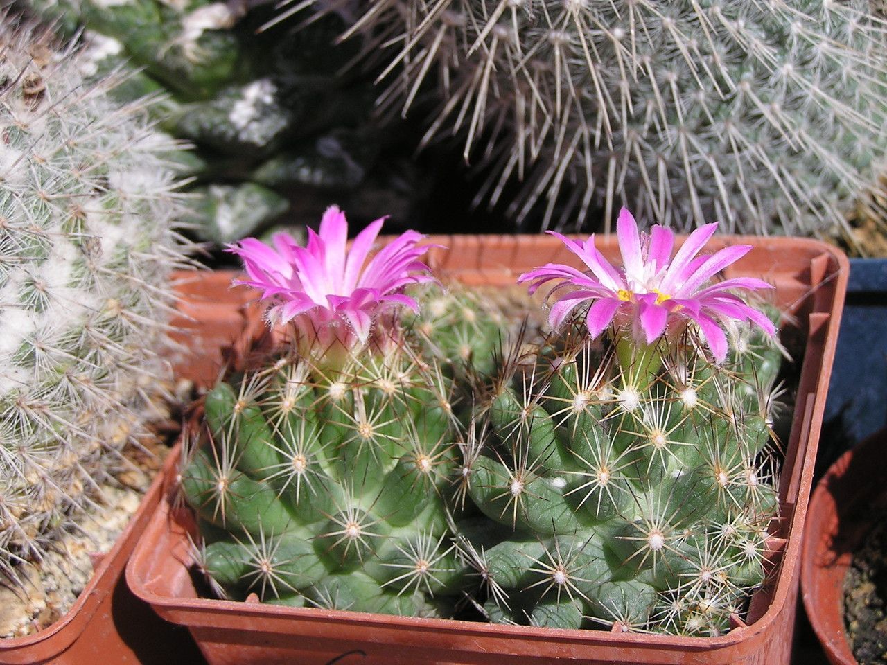 Escobaria hesteri habit