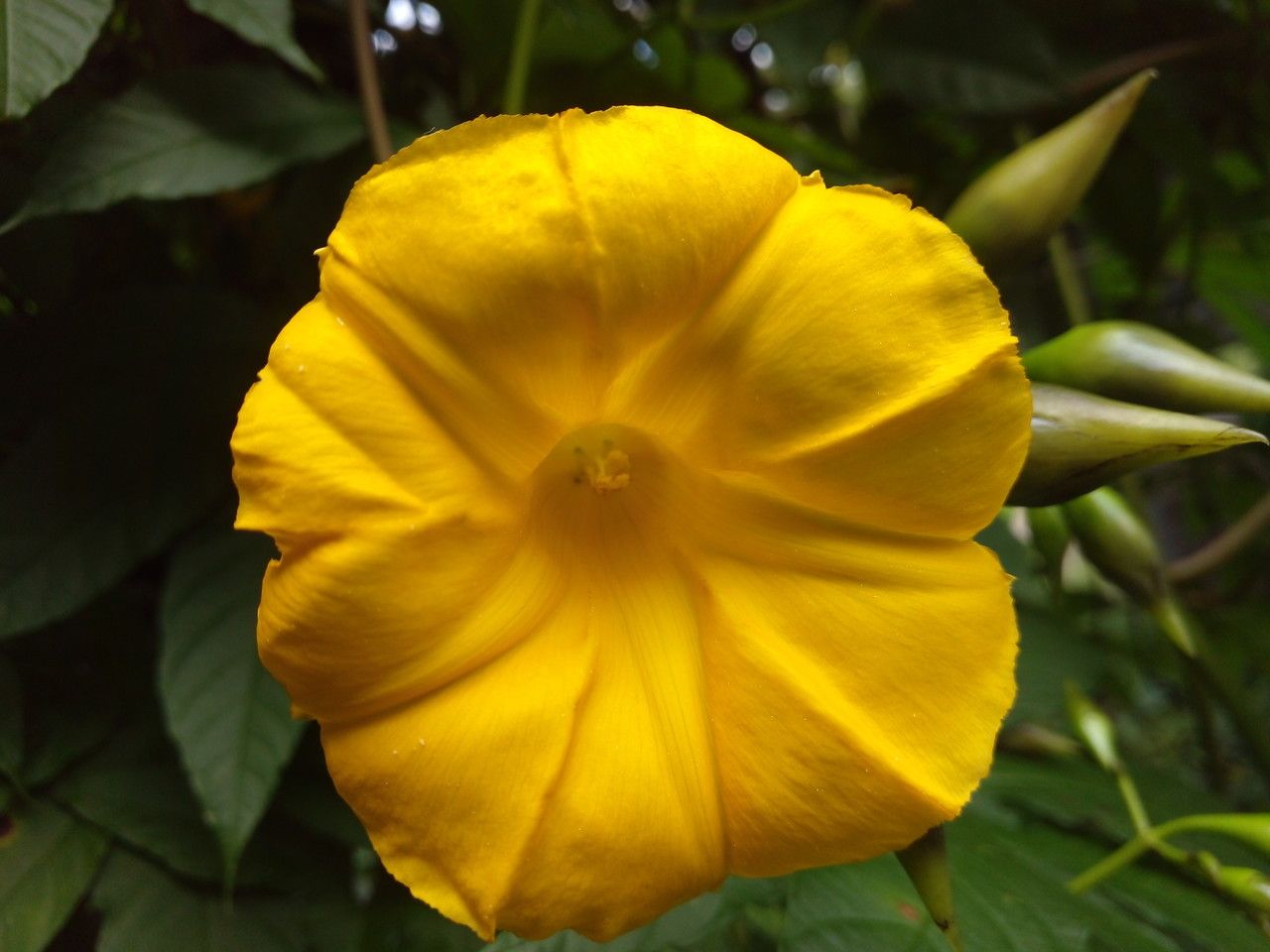 Merremia tuberosa flower