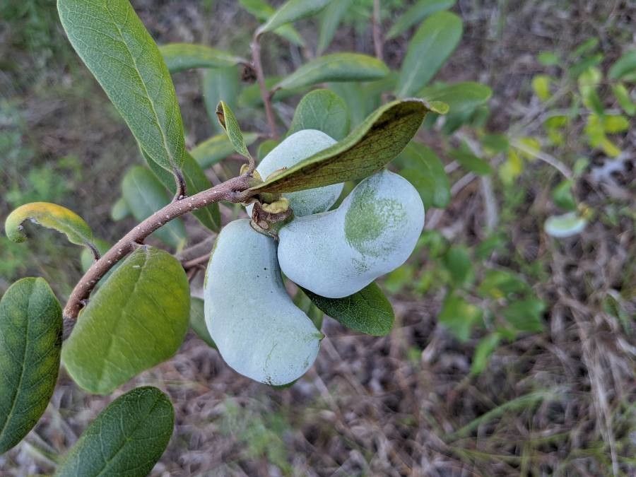 Asimina obovata fruit