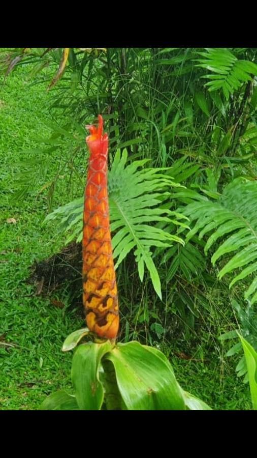 Costus pulverulentus — search result for 'Costus'