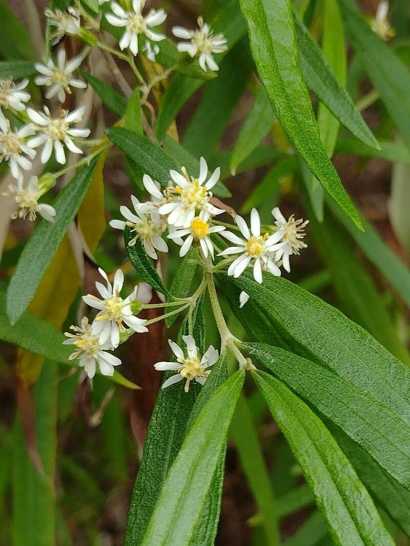 Olearia viscidula flower