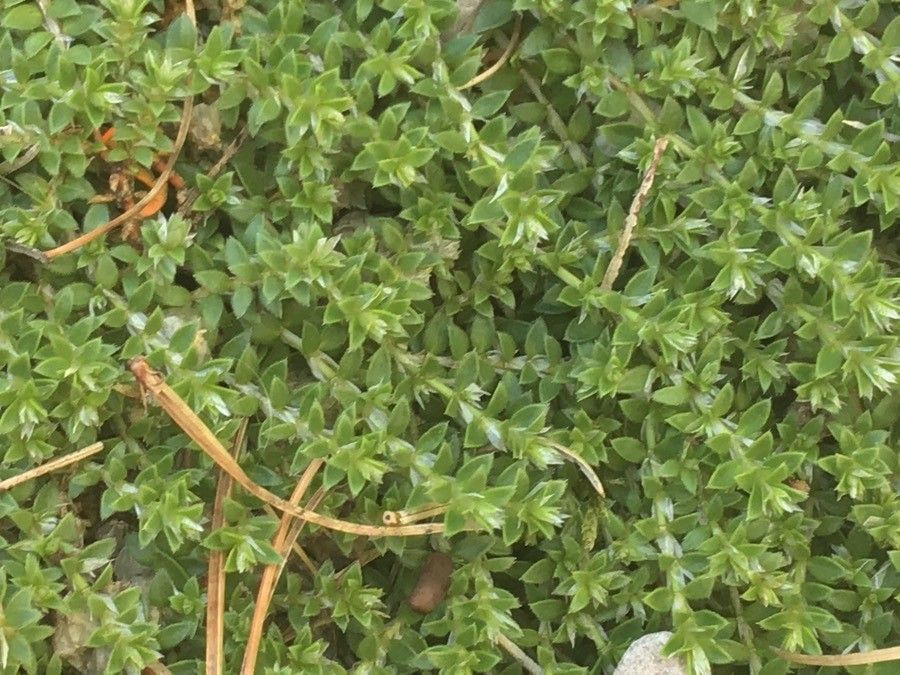 Paronychia kapela — houseplant care guide