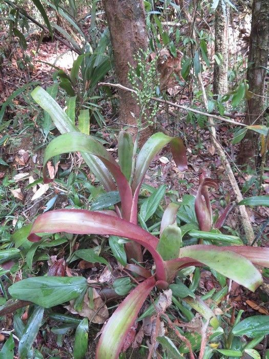 Araeococcus goeldianus — related species from the same genus