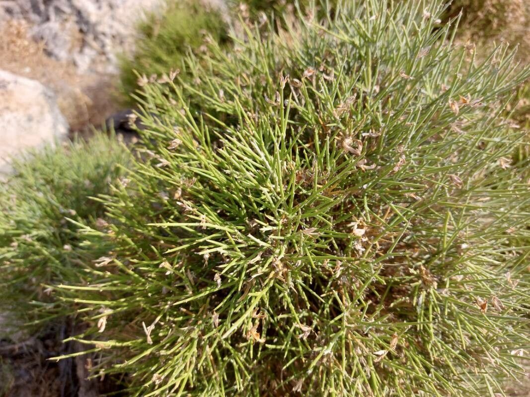 Genista lobelii leaf