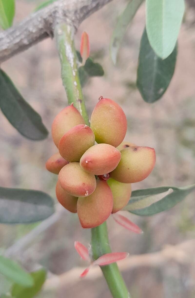 Castela coccinea fruit