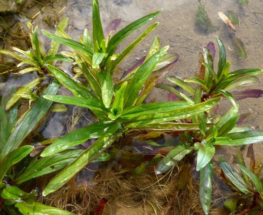 Potamogeton praelongus leaf