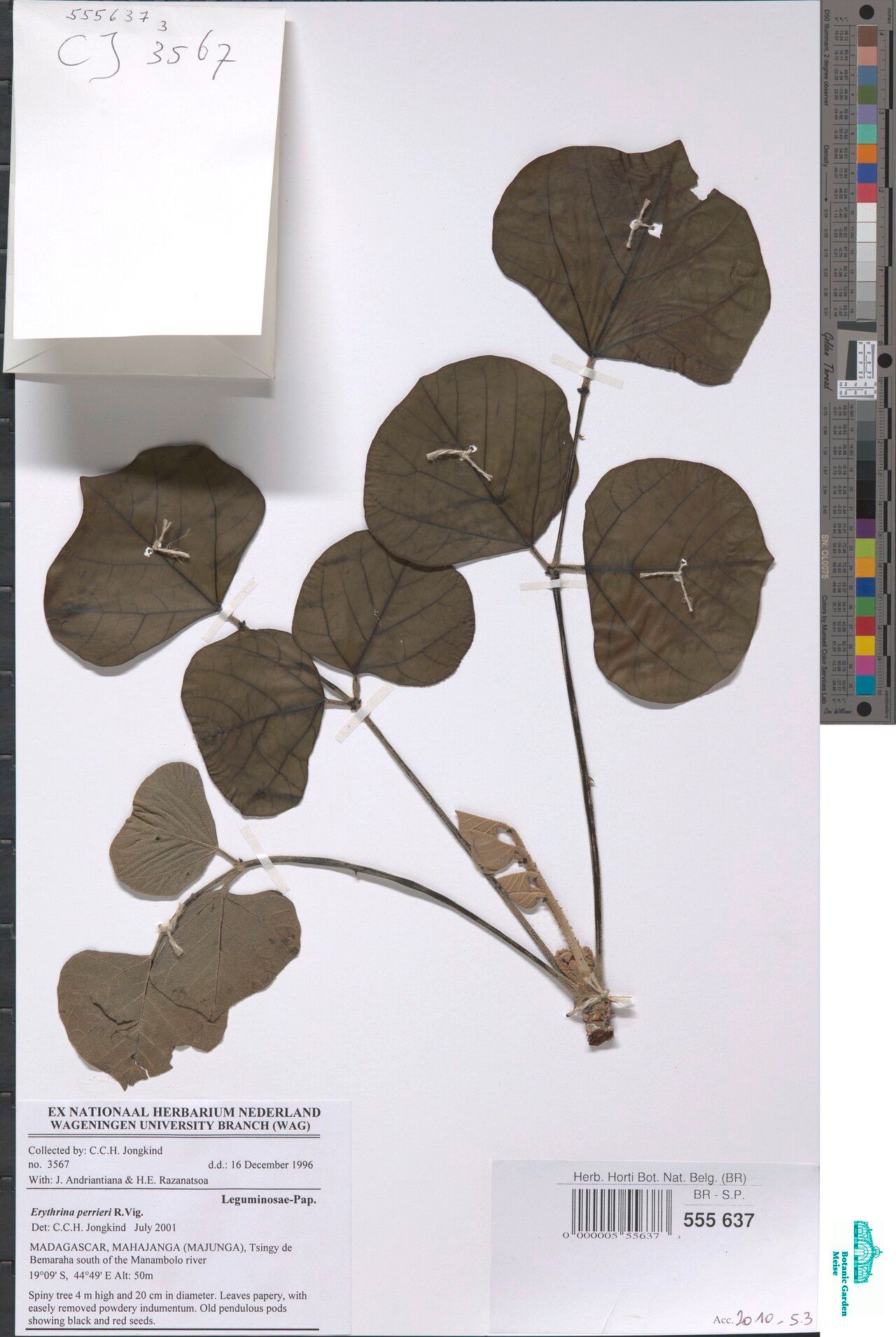 Erythrina perrieri — houseplant care guide