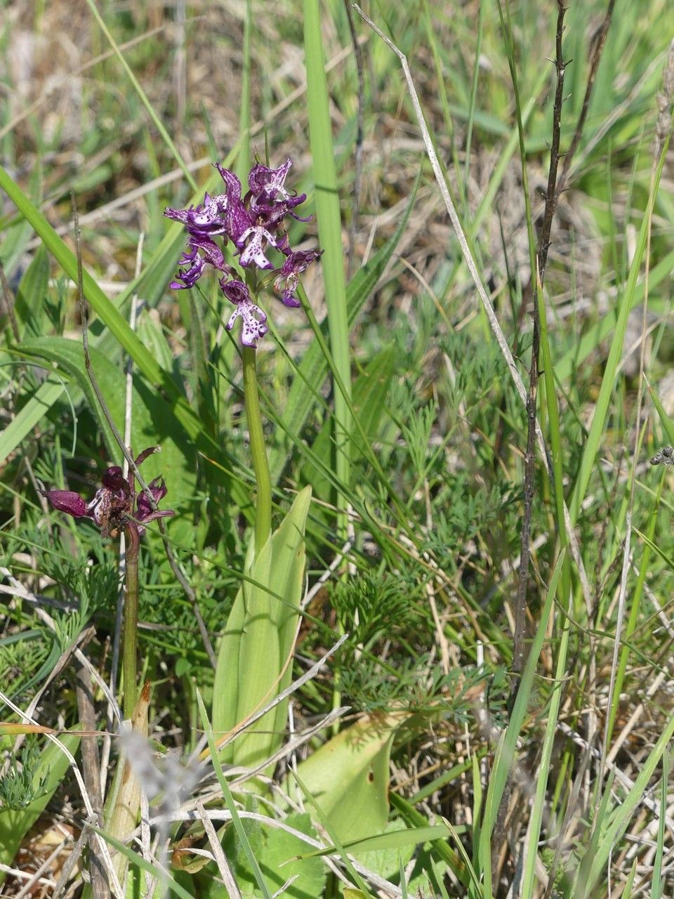 Orchis x angusticruris habit