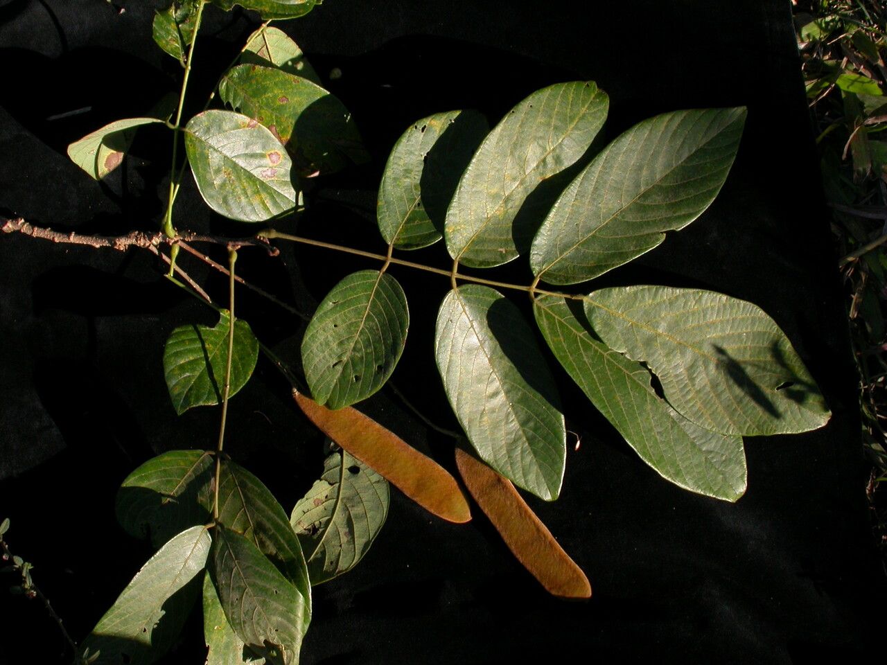 Millettia extensa habit