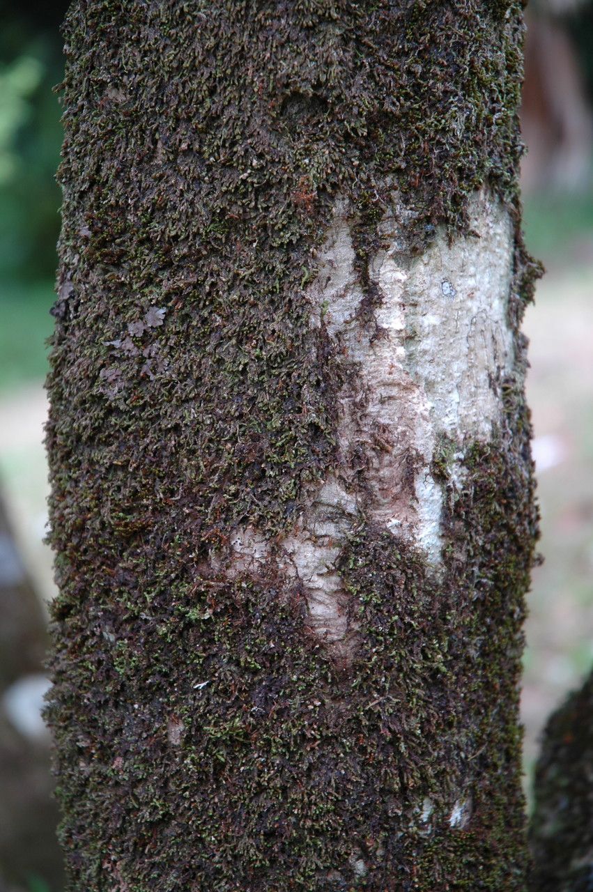 Hibiscus waimeae bark
