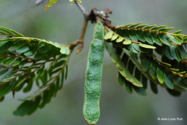Archidendropsis lentiscifolia — related species from the same genus