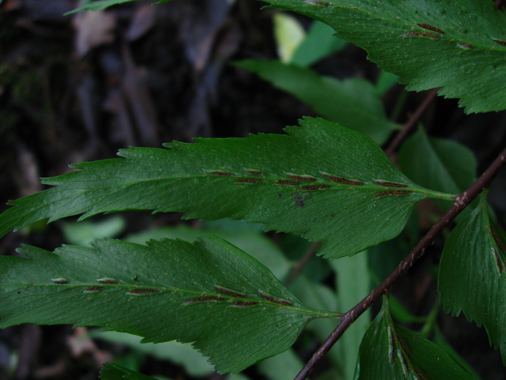 Asplenium friesiorum fruit