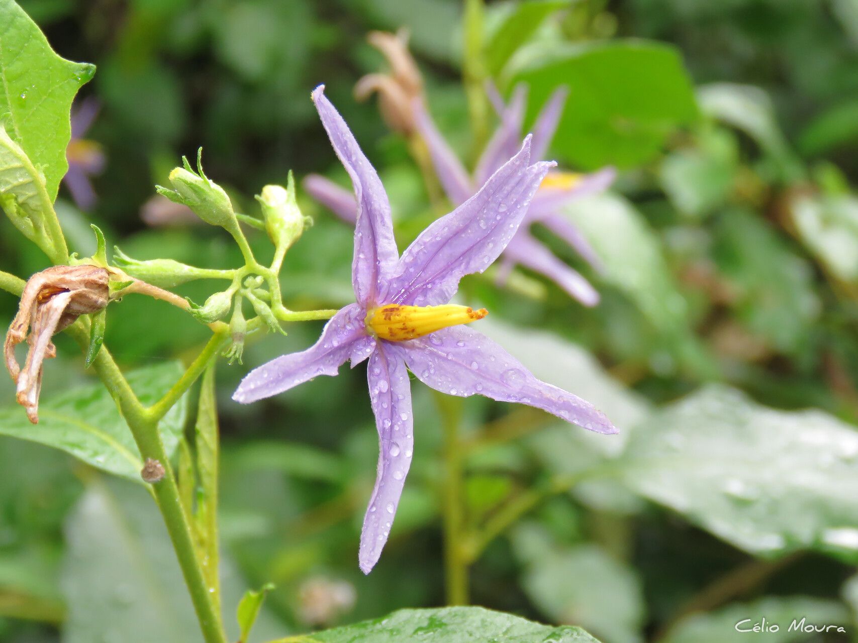 Solanum paludosum flower