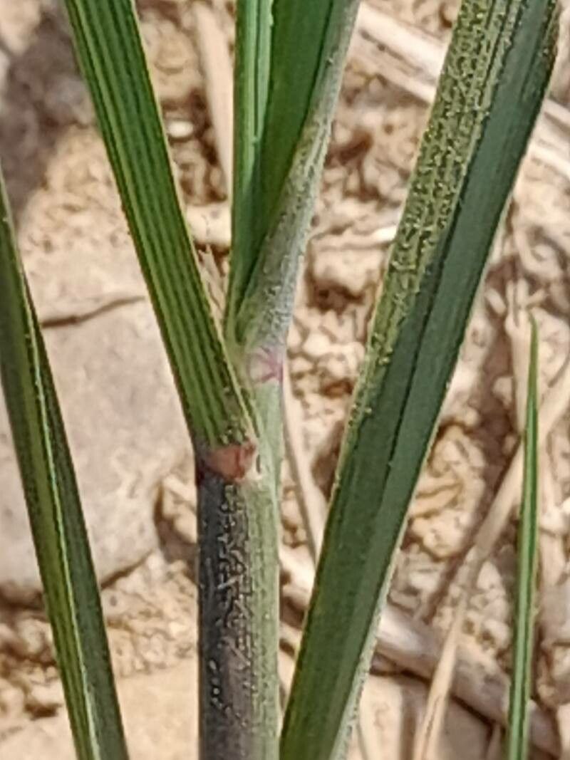 Diplachne fusca leaf