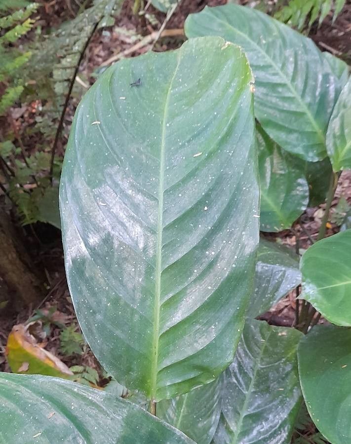 Ctenanthe muelleri — houseplant care guide