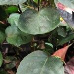 Polyscias scutellaria