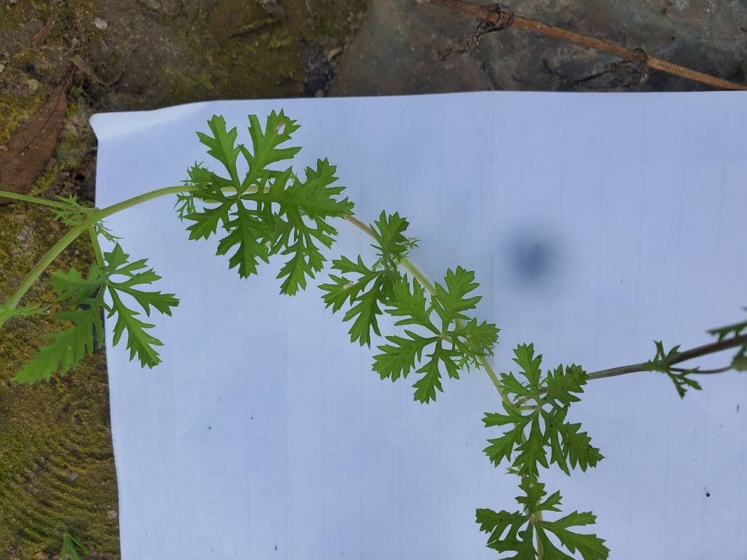 Xenostegia pinnata — related species from the same genus