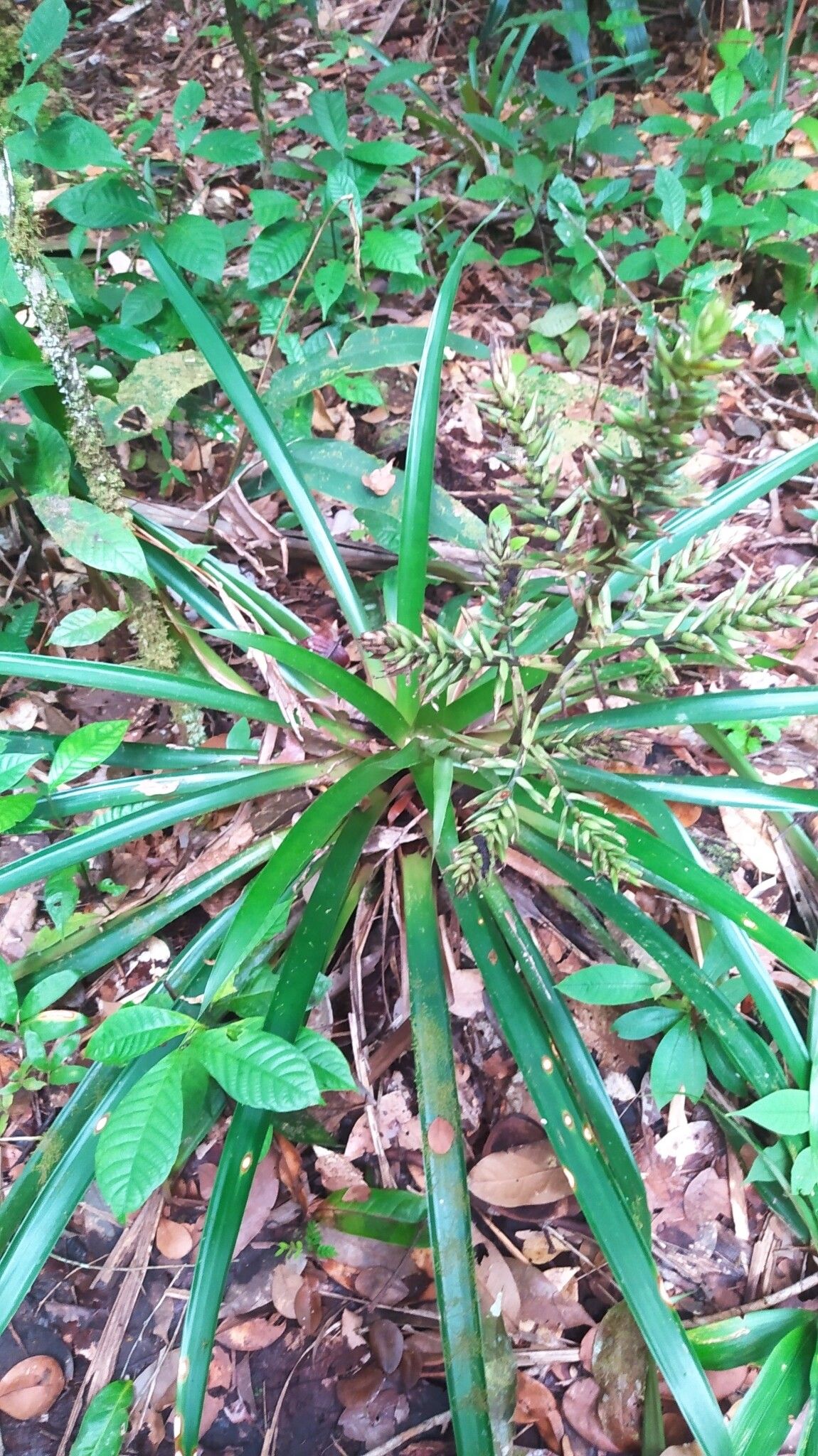 Guzmania brasiliensis habit
