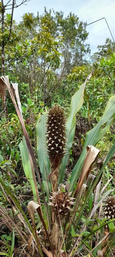 Pitcairnia atrorubens flower