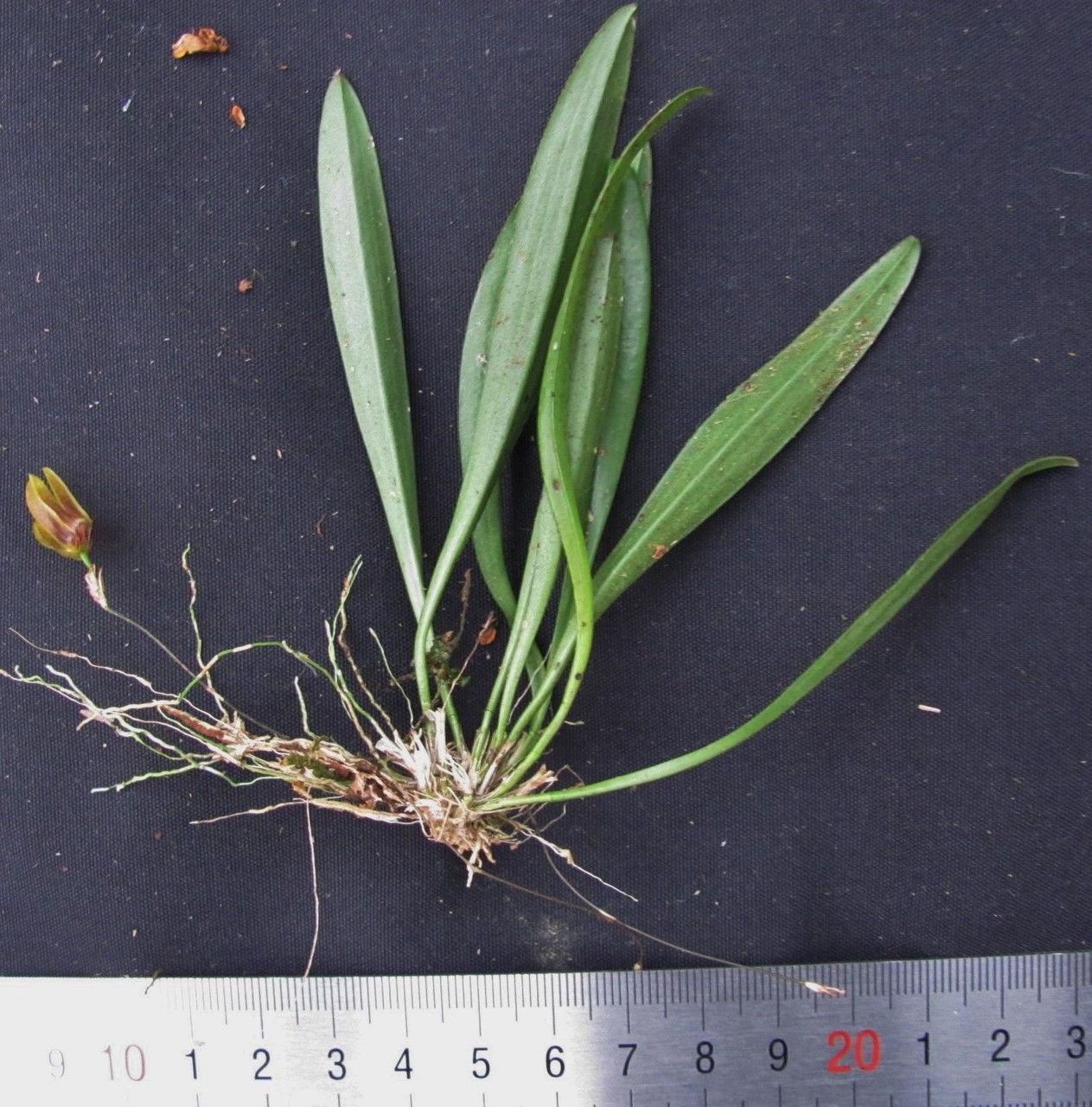 Specklinia condylata other