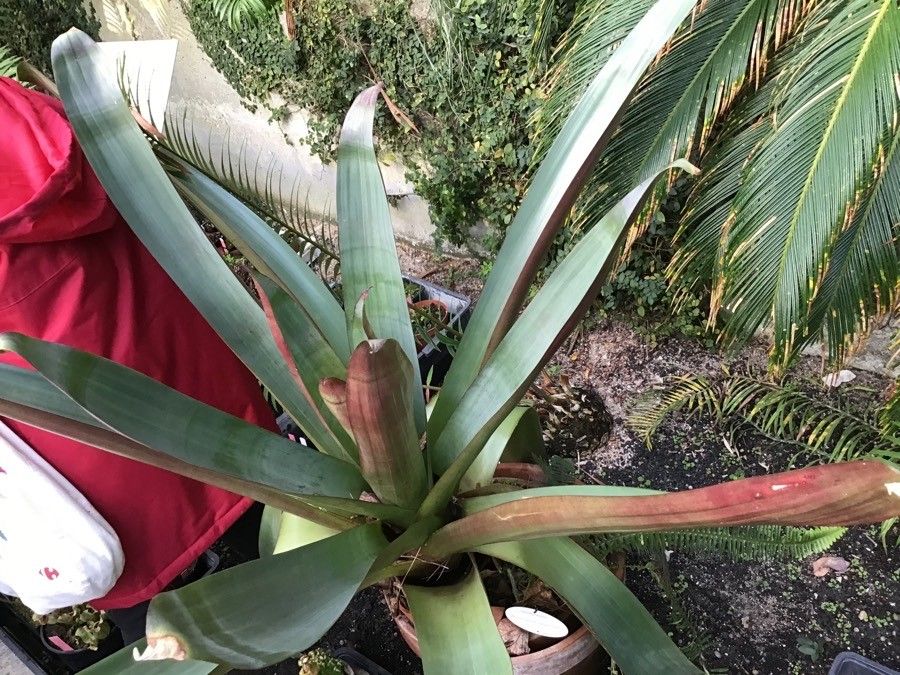 Vriesea imperialis — search result for 'Vriesea'